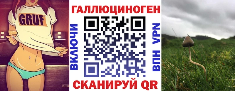 блэк спрут Катайск Галлюциногенные грибы Psilocybe